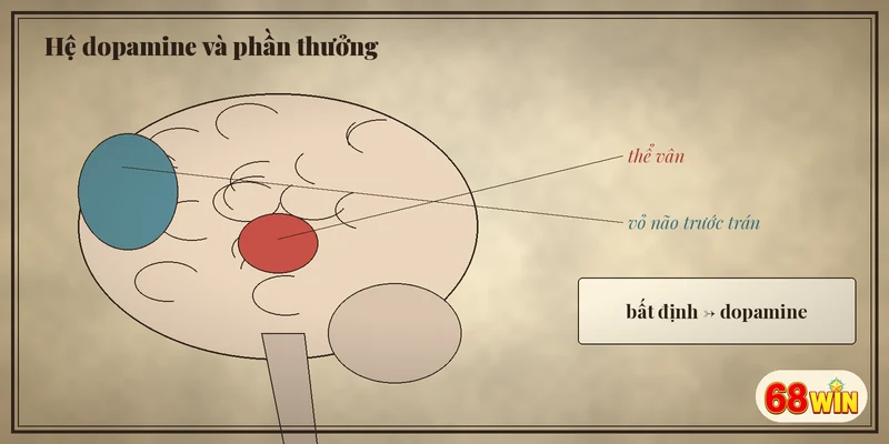 Sơ đồ hệ dopamine phản ứng với phần thưởng bất định
